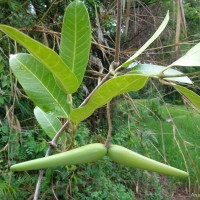 Anodendron parviflorum (Roxb.) I.M.Turner